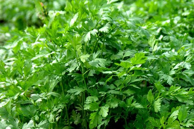 parsley for prostate