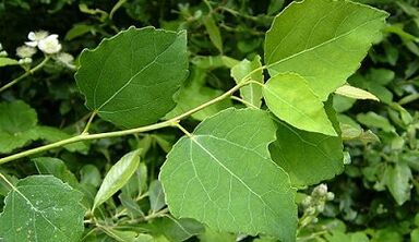Aspen for the treatment of chronic prostatitis