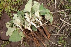 Burdock root has beneficial effects on the prostate